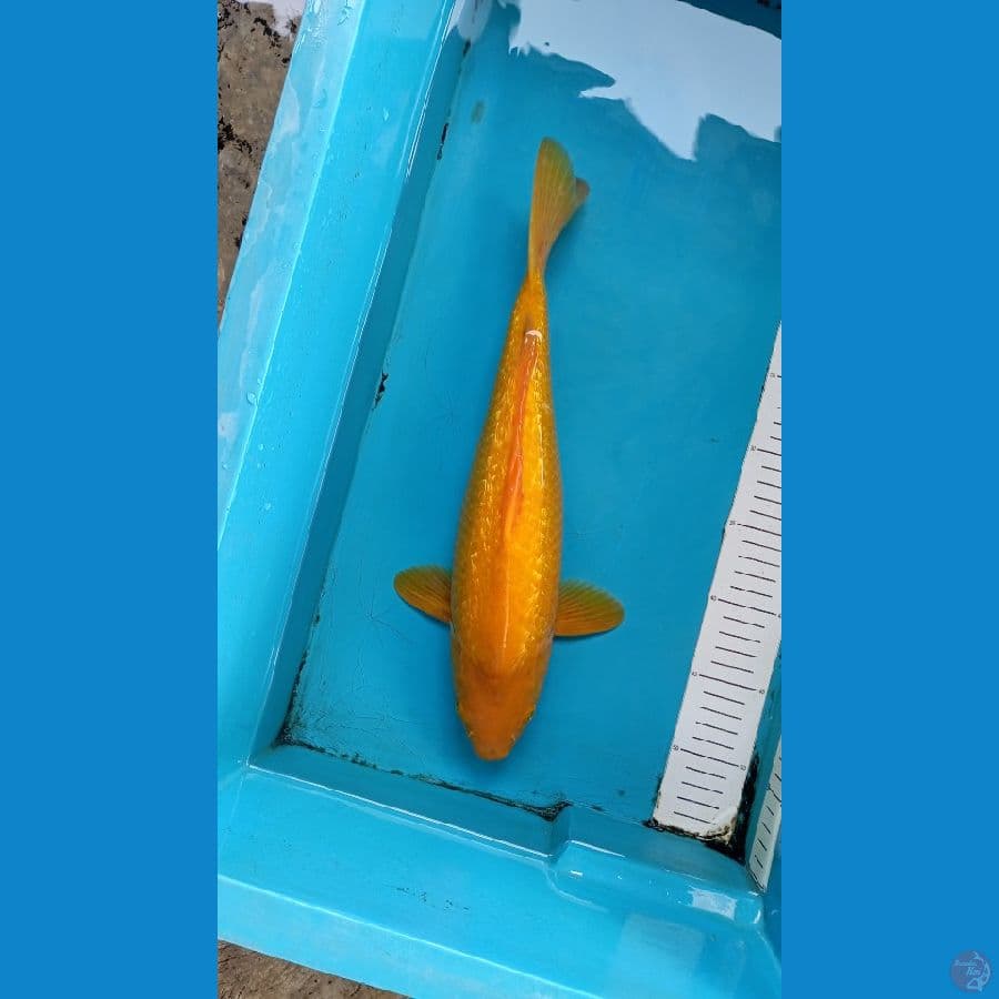 M 40Bu