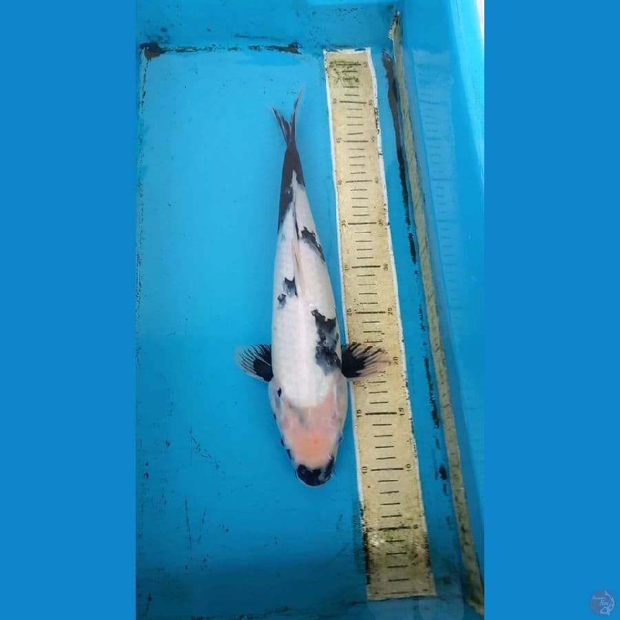 Shiro 42cm