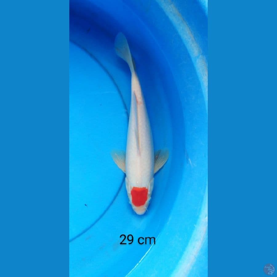 tancho mantap ori 29 cm