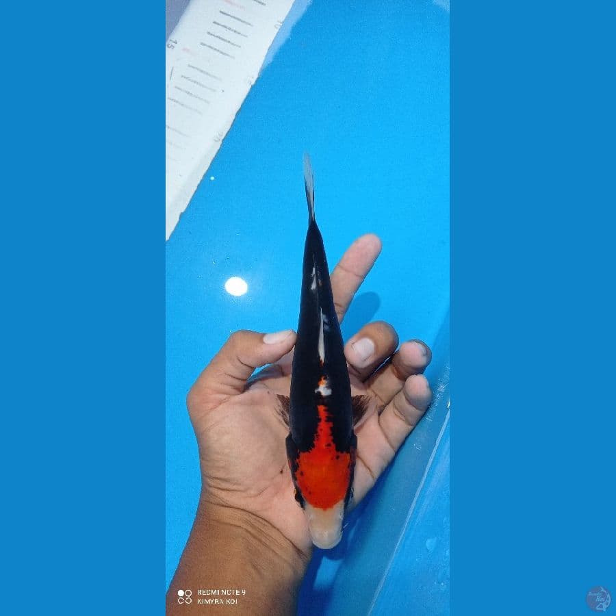 SQ beni kumon