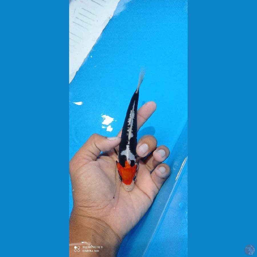SQ benikumon