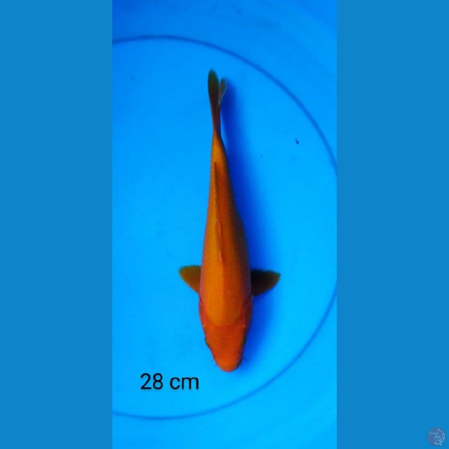 benigoi merah 28 cm