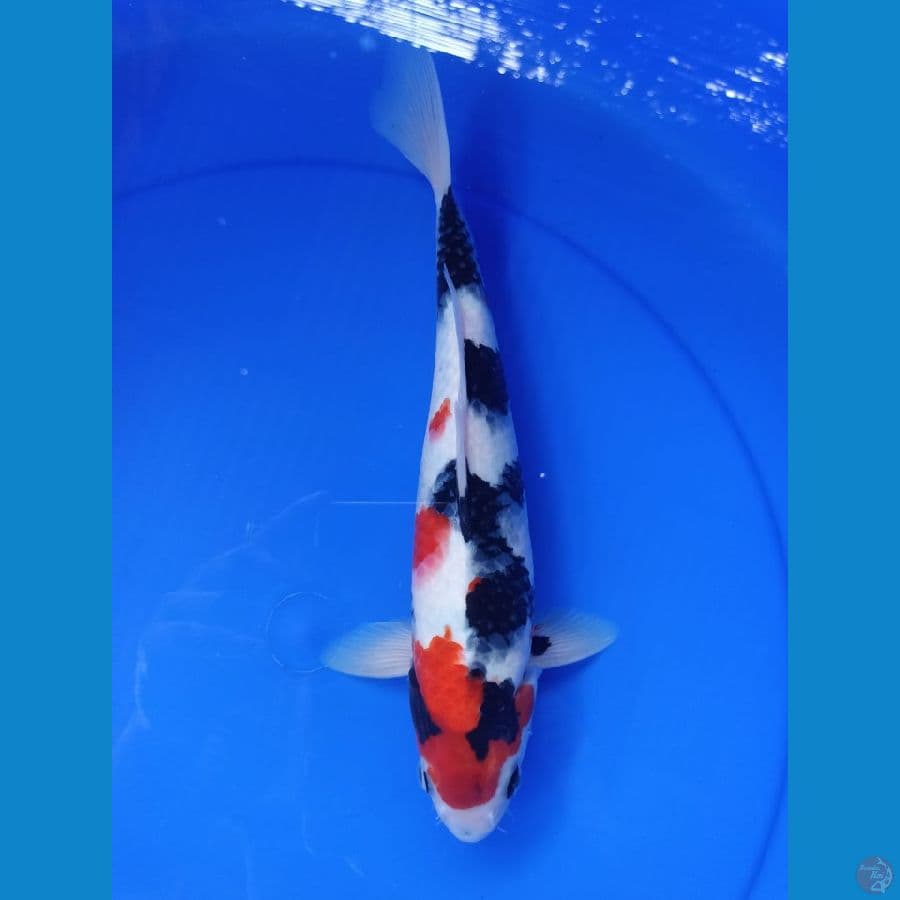 SHOWA KINDAI JANTAN 32 CM