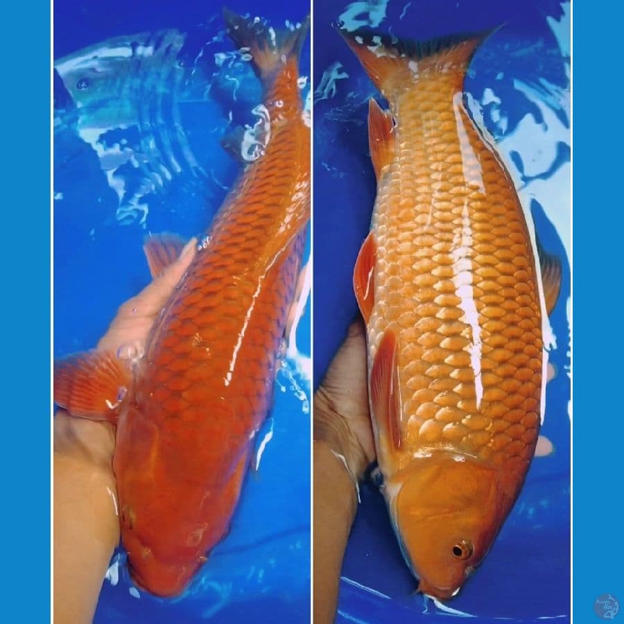 chagoi jantan jumbo merah tembaga 45bu berpunuk bullky