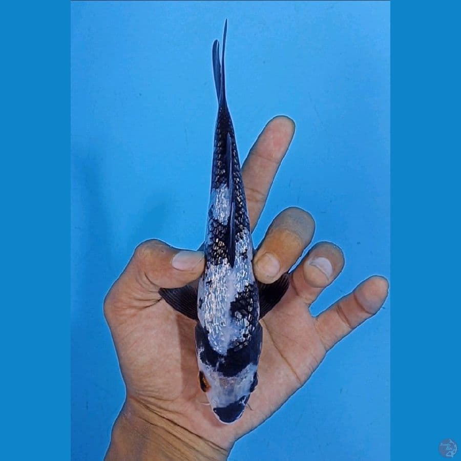 SQ Shiro Ginrin 18cm