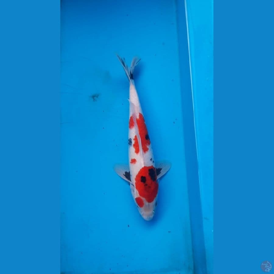 showa