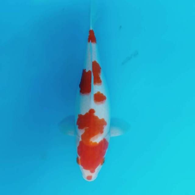 Kohaku