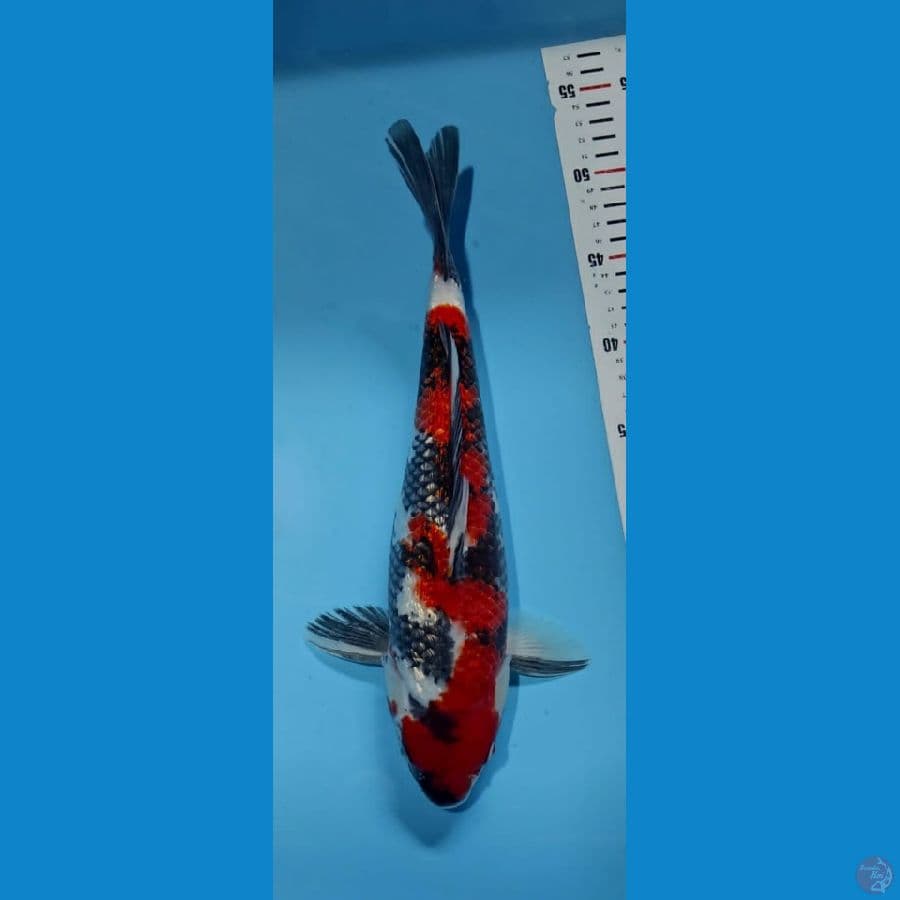 MKC KOI GRUB