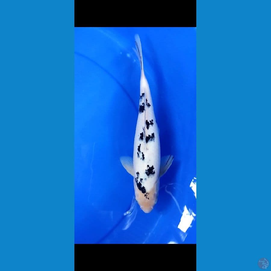 Bekko 31cm