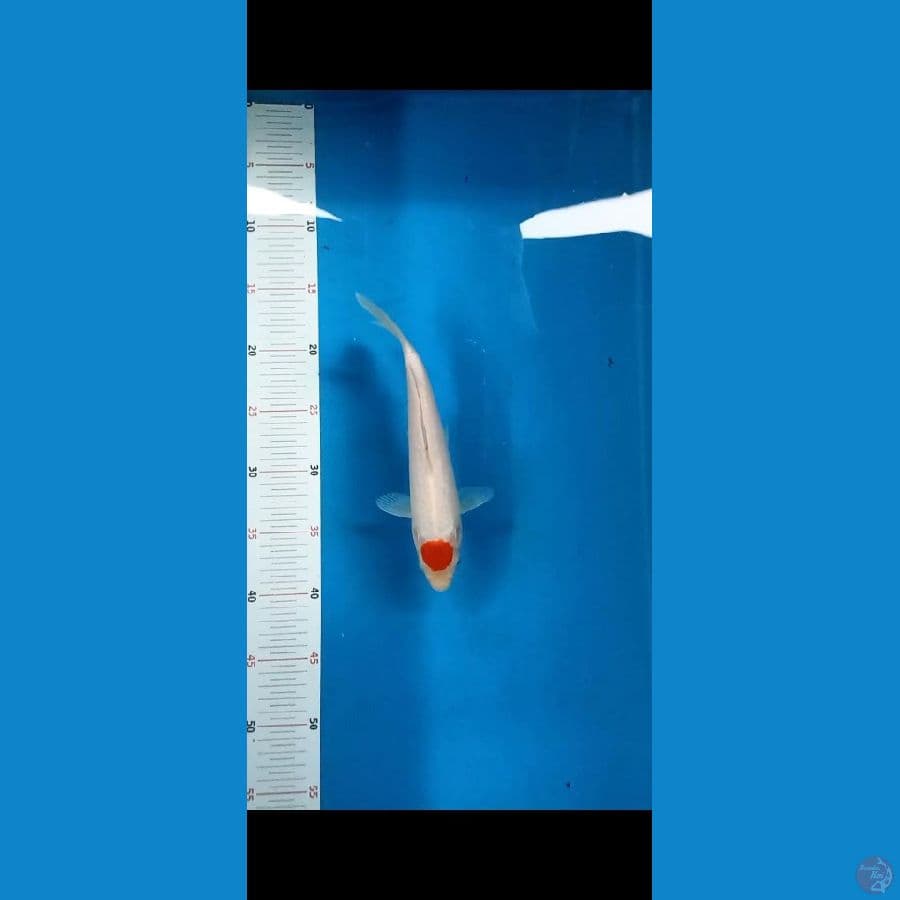 Bahan TANCO KOHAKU 23cm