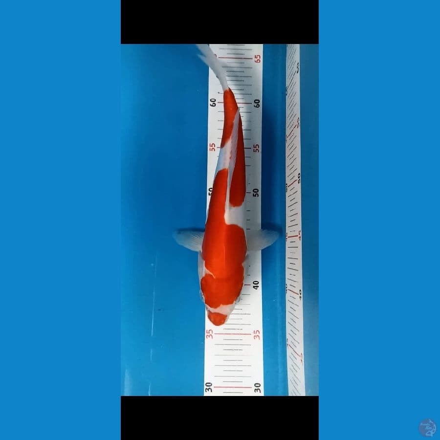 KOHAKU DOIT 29cm