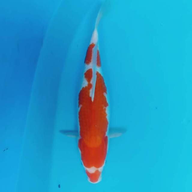 Kohaku
