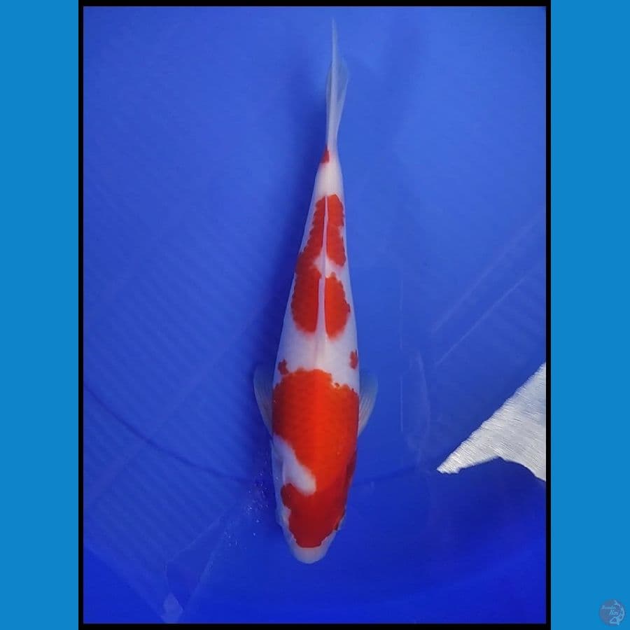 ORIGINAL KOHAKU 29 CM