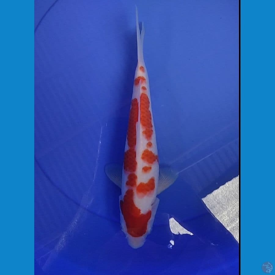 KOHAKU 29 CM ORIGINAL