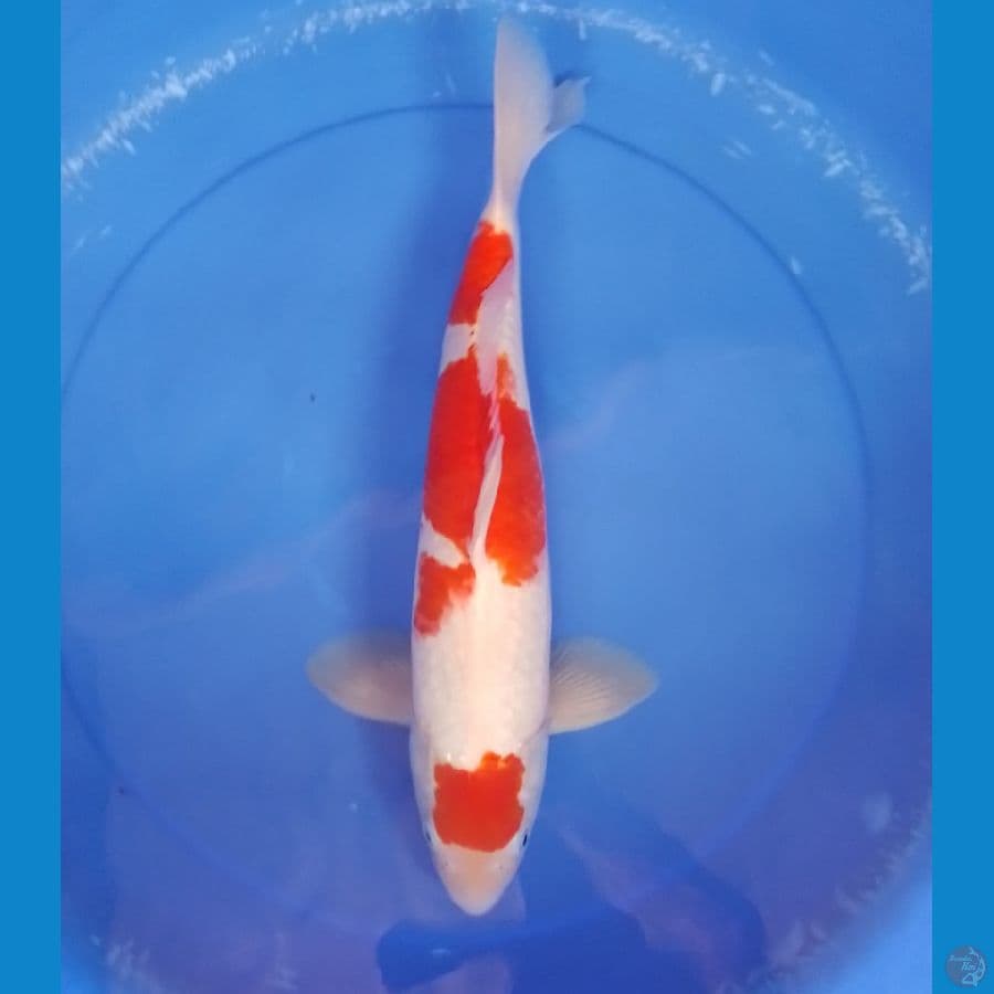 kohaku M 40