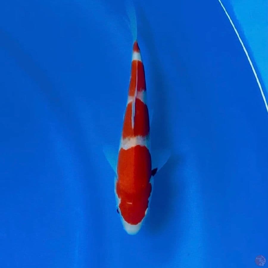 yondan kohaku 18cm