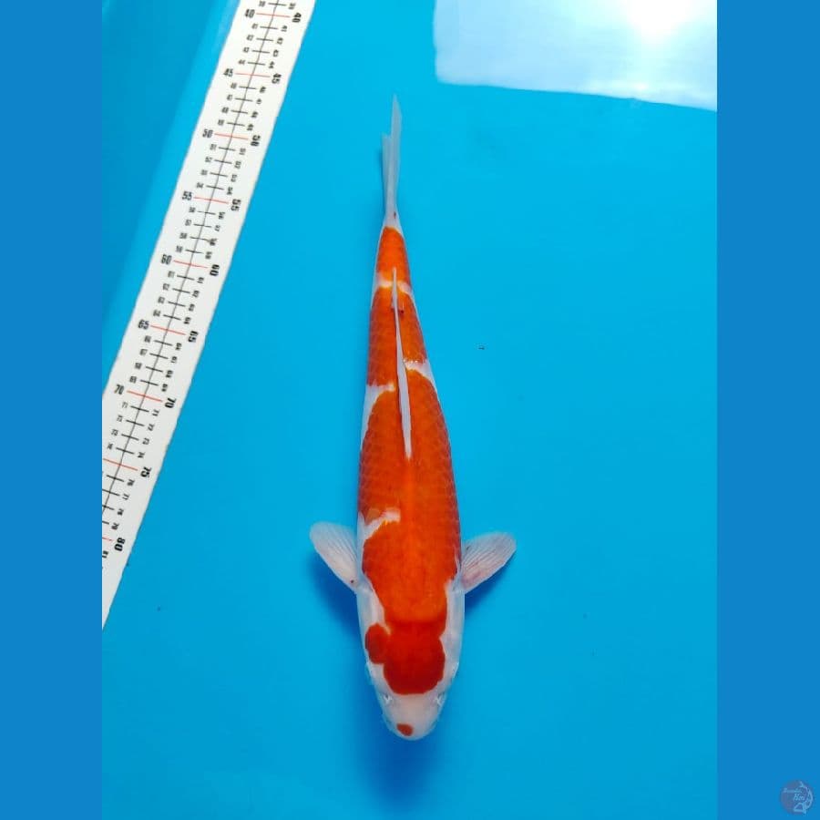 kohaku male 34cm
