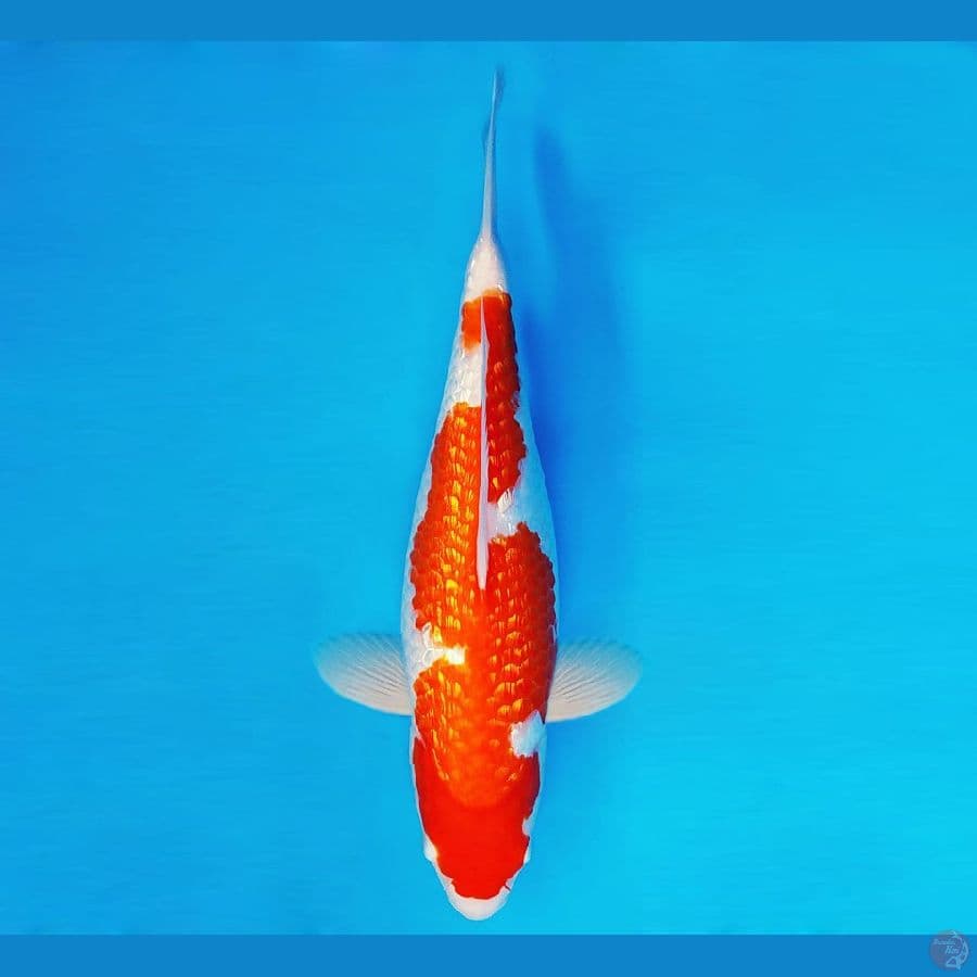 TENJIN MATSURI 6 ~ Inazuma Kohaku Gin Rin 35 cm/fm ™