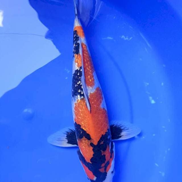 Showa ginrin male 32cm