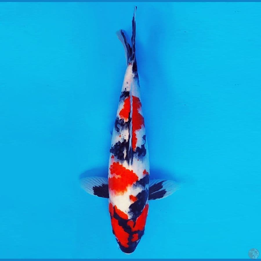 TENJIN MATSURI 13 ~ Showa Evo 30 cm/fm ™
