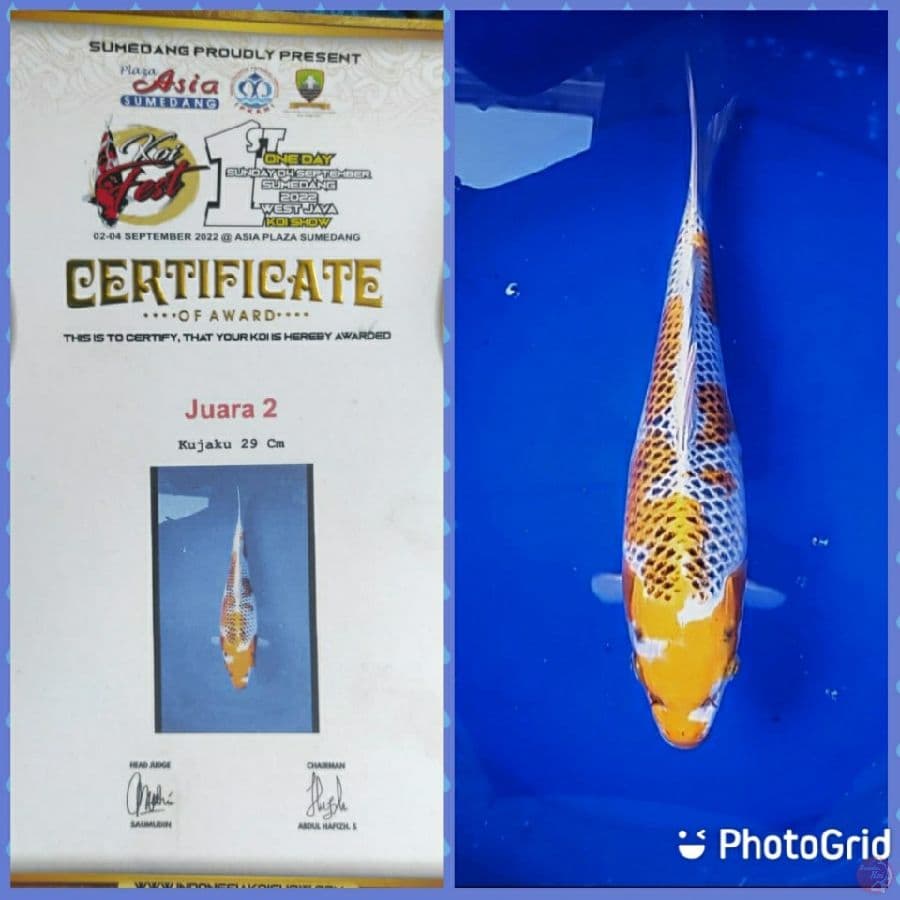 Kujaku Juara 29 cm