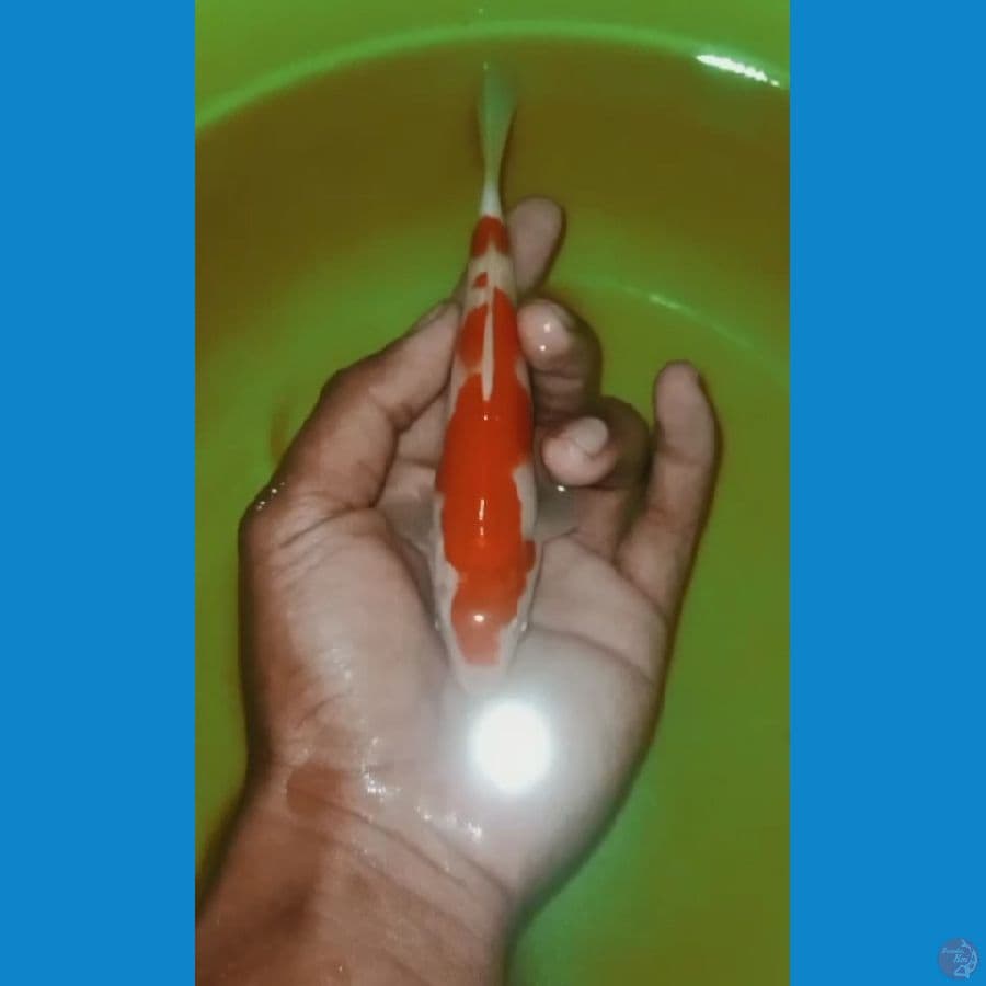kohaku 14cm