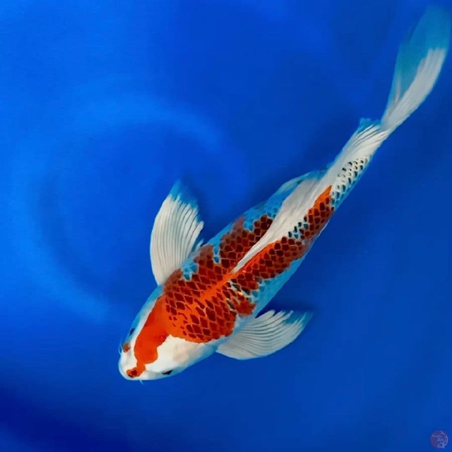 SB Kumpay kujaku 37cm Male