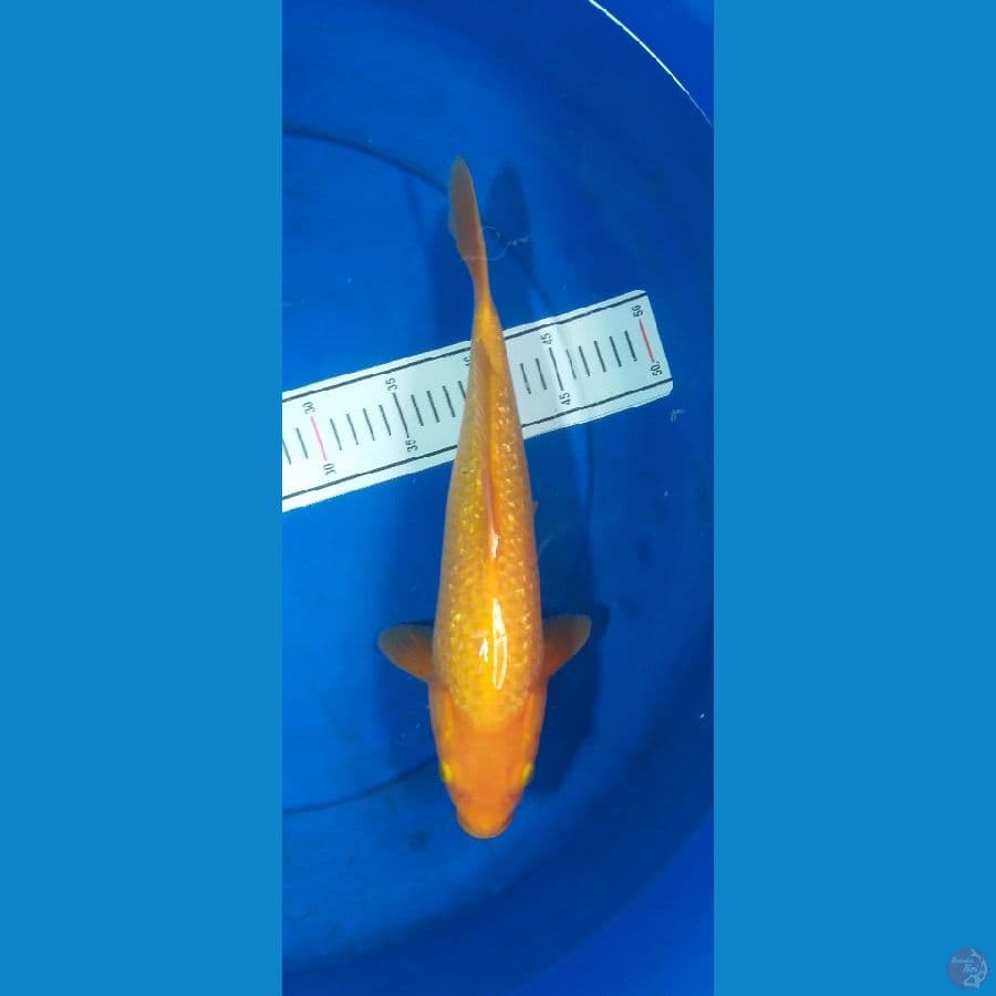 Karashi 35cm/Unknown #RKA4