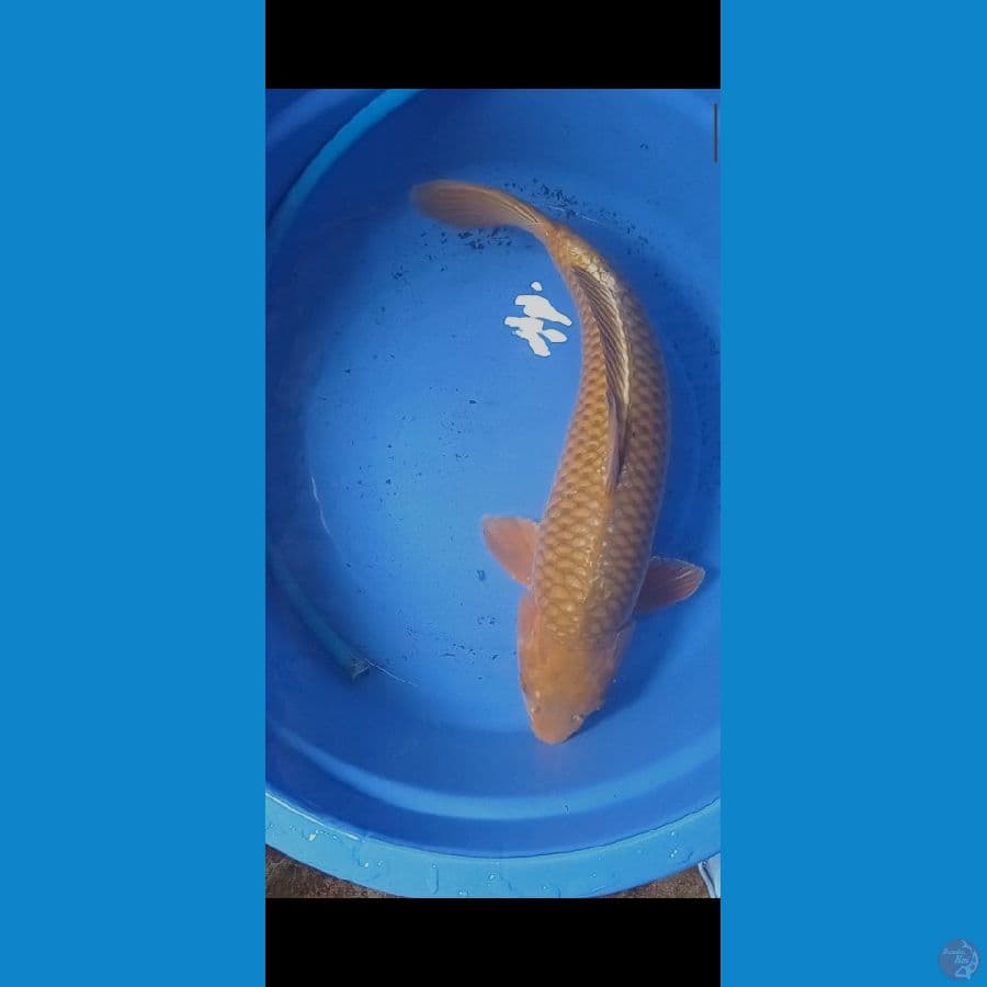 cagoi 53cm