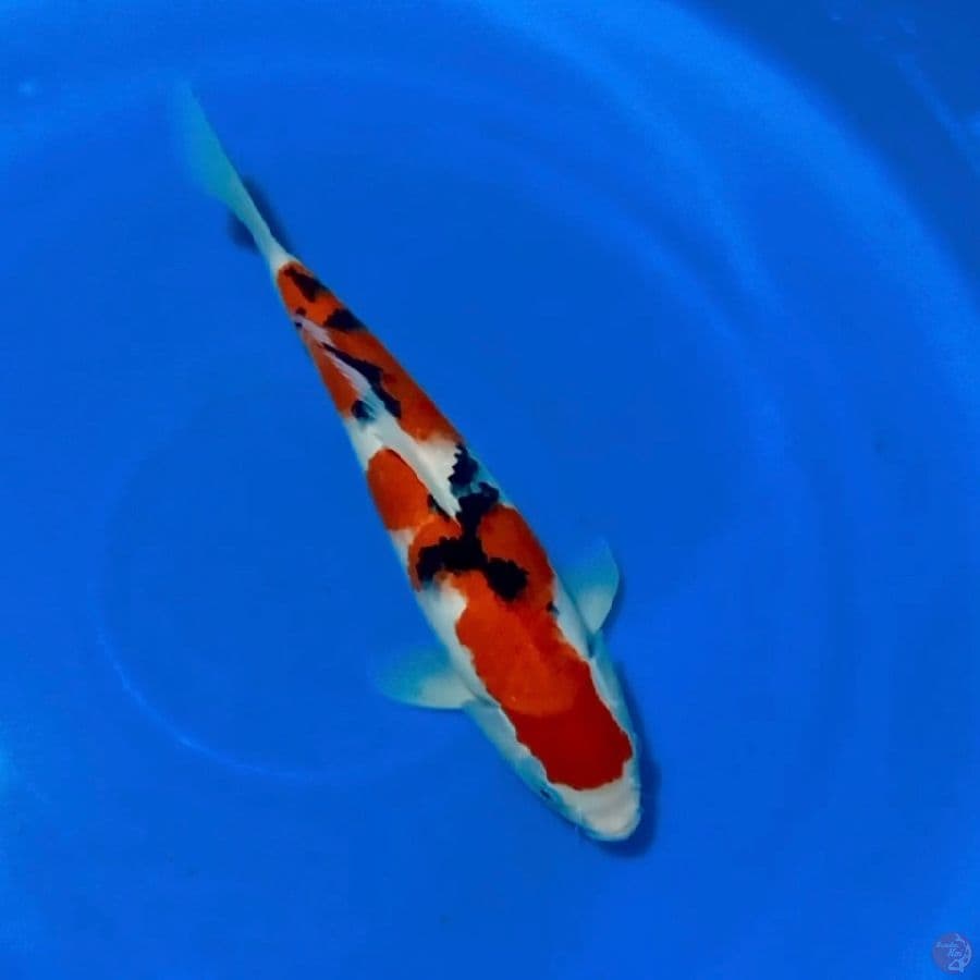 Sanke 35cm