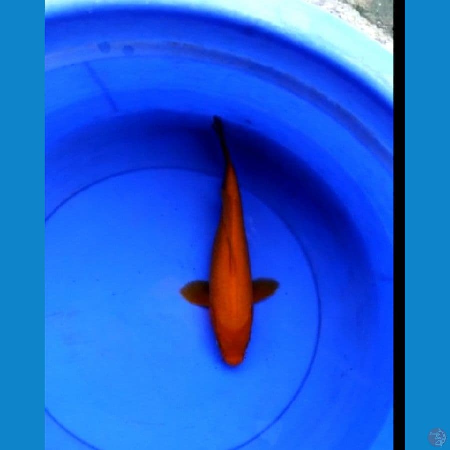 Benigoi 30 cm