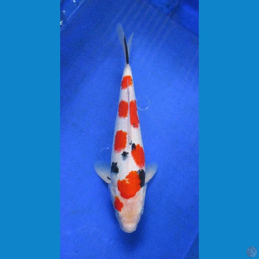 kindai sakura showa ±34cm jantan