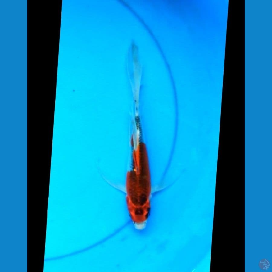 Kumpay kujaku 23 cm