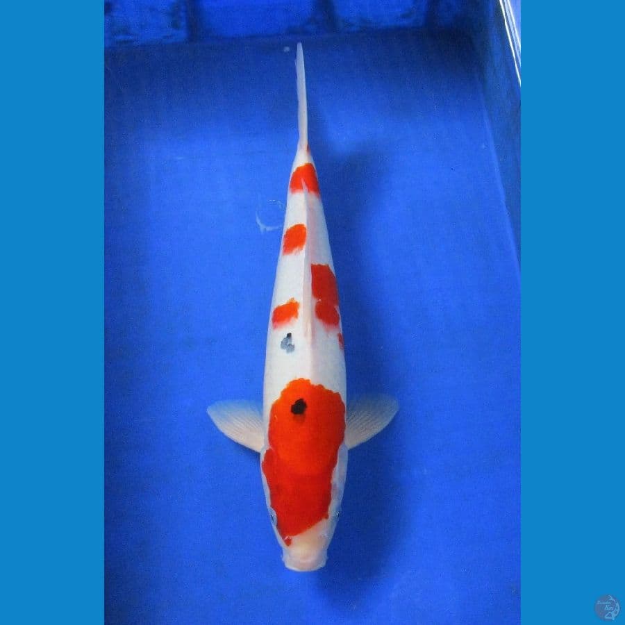 sanke ±39cm jantan