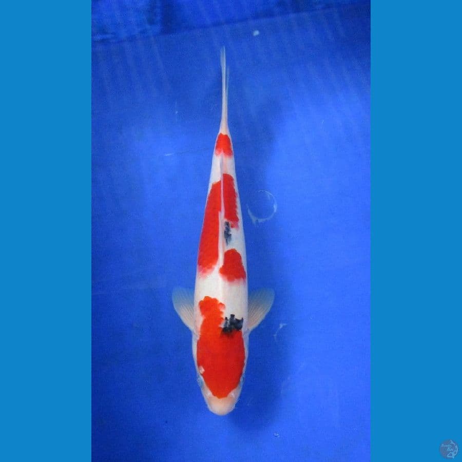 showa ±30cm