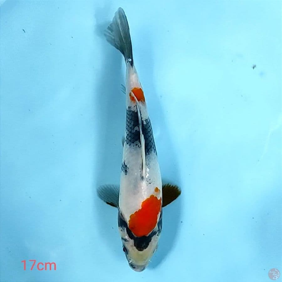 kindai 17cm