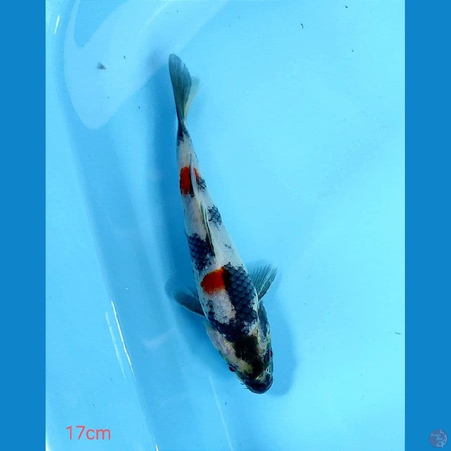 17cm