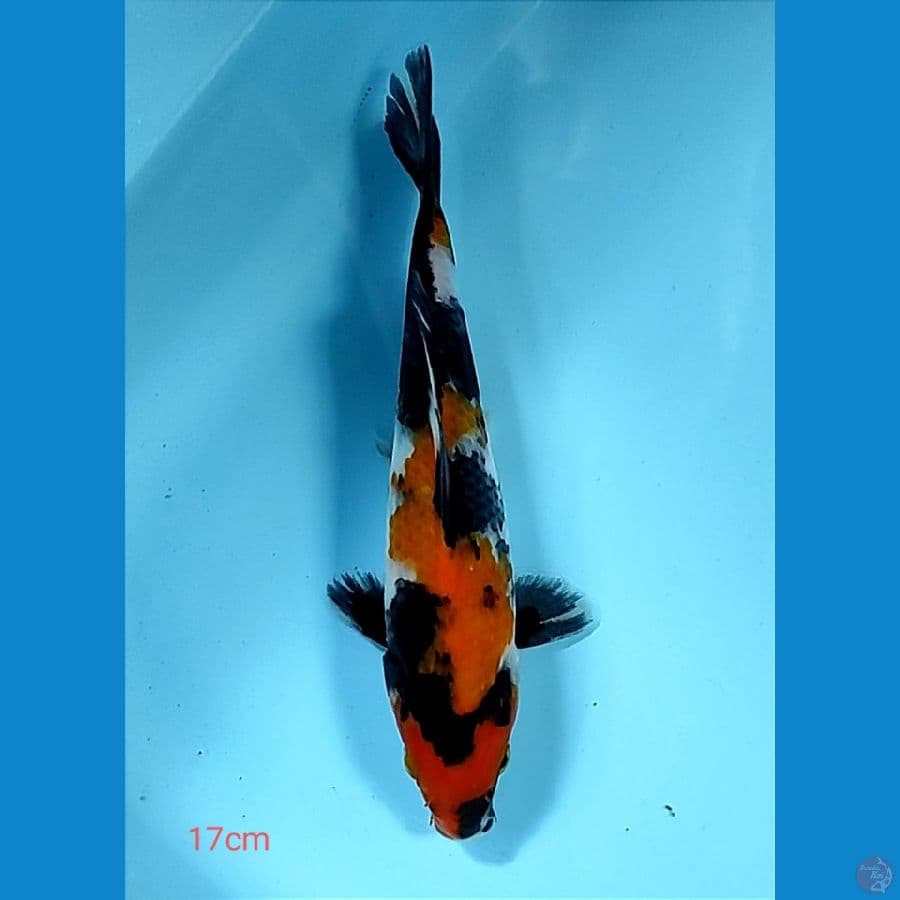 showa 17cm