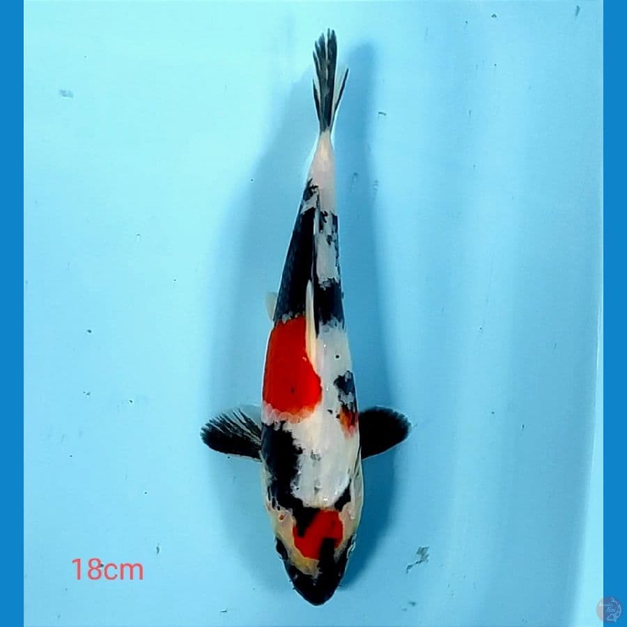 maruten kindai 18cm