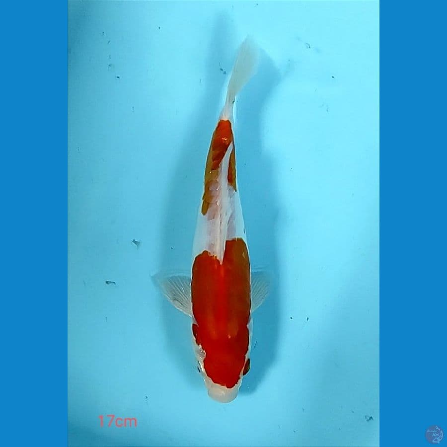 nidan kohaku doitsu 17cm