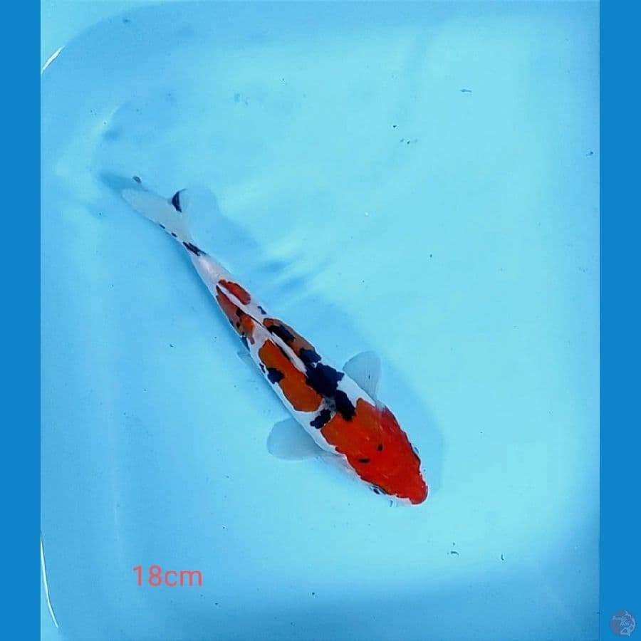 sandan sanke doitsu 18cm