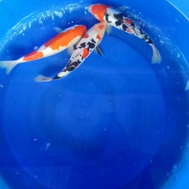 Mix koi 23cm