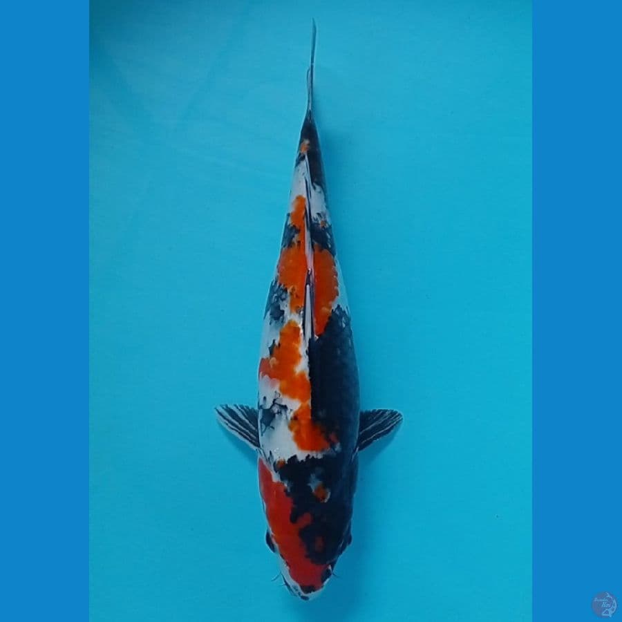 32 cm