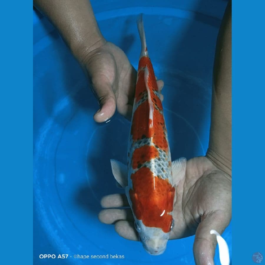 KUJAKU 35cm