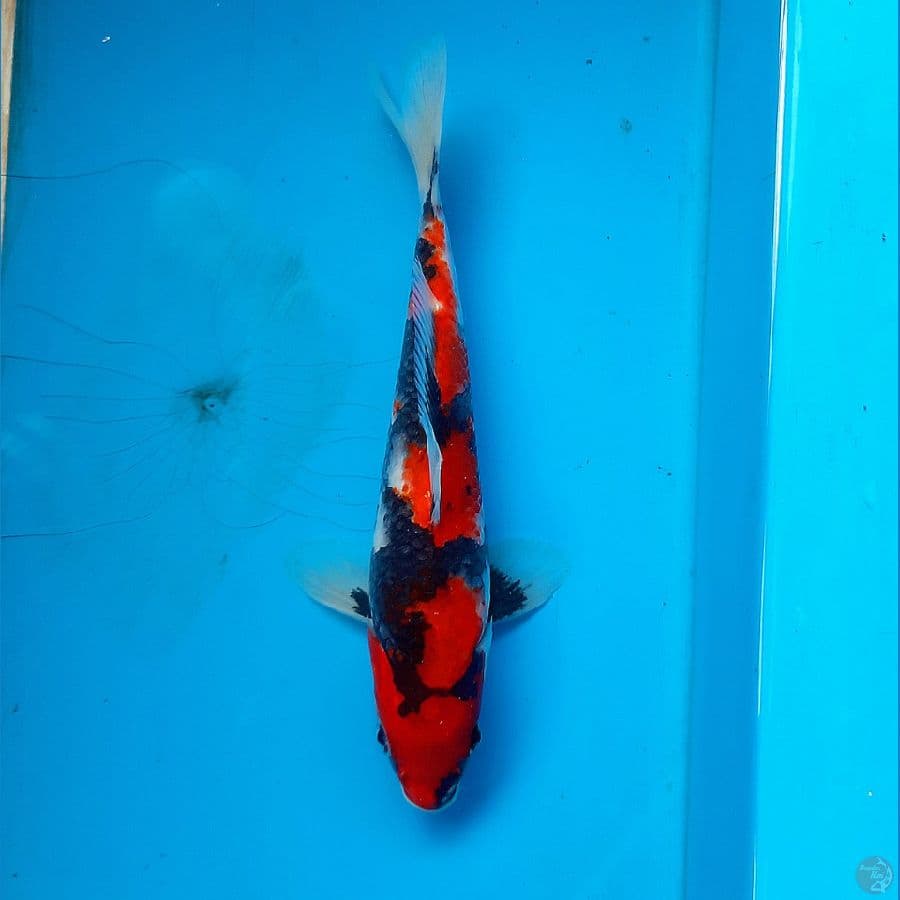 Showa Petir 21cm