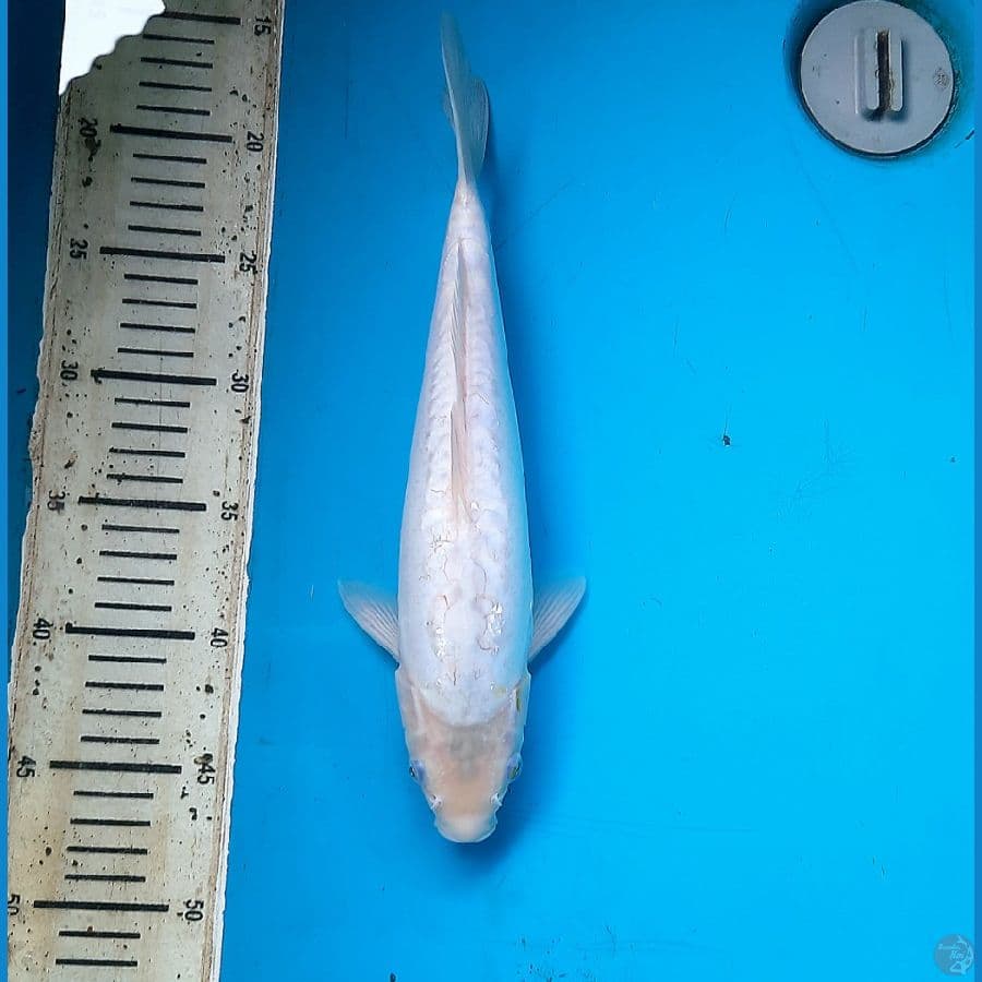 Doit shiromuji 33cm