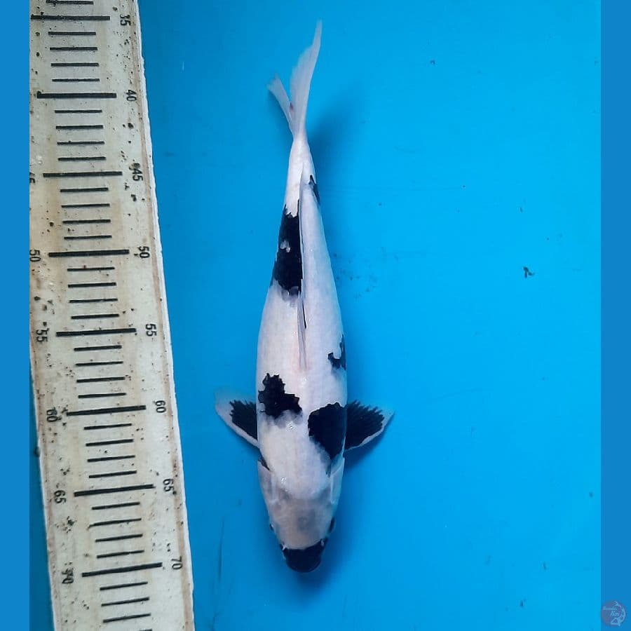 Shiro bahan keeping 30cm
