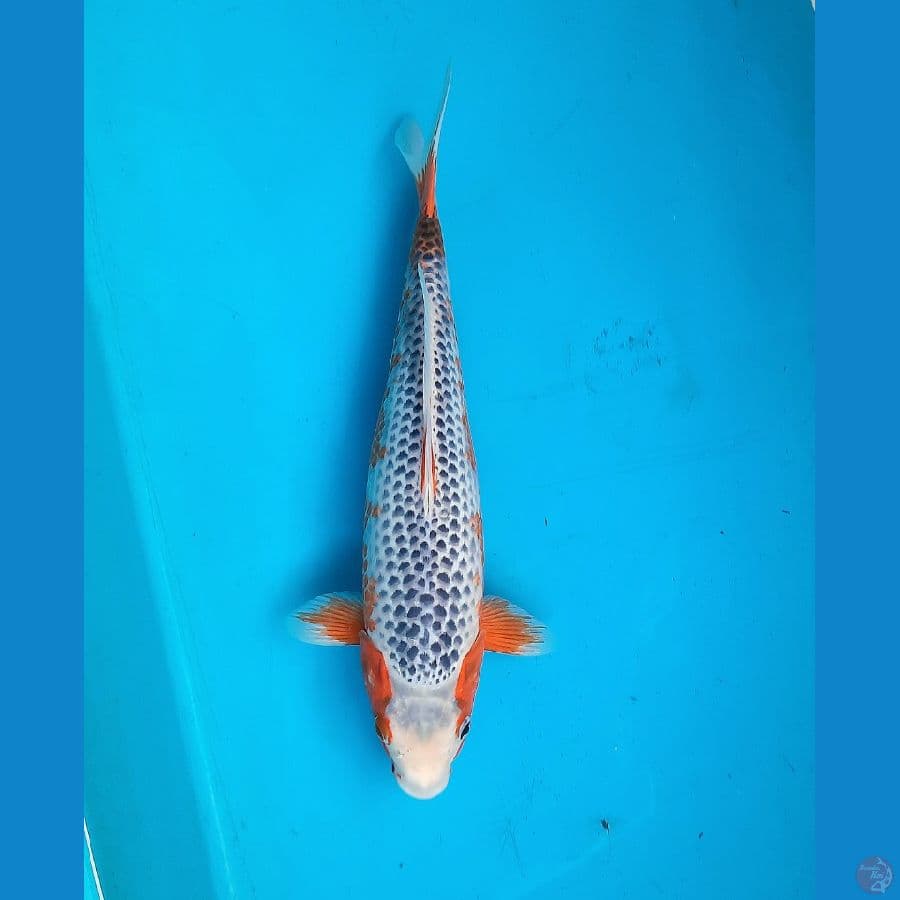 Asagi 32cm