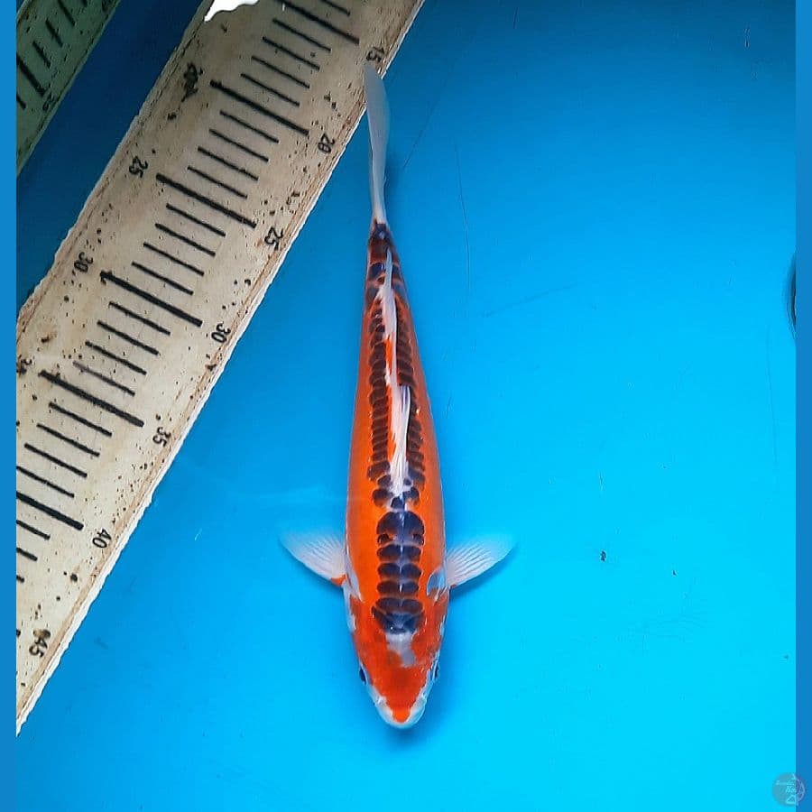 Mizuho 28cm