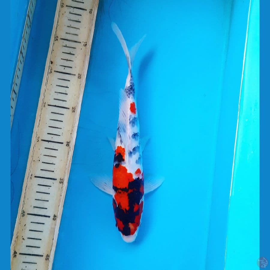 Shiwa tategoi 29cm
